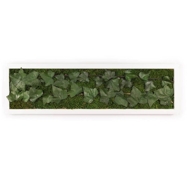 Hedera Lilium - Tableau Végétal Stabilisé - 20x70cm - nature-stabilisee.com