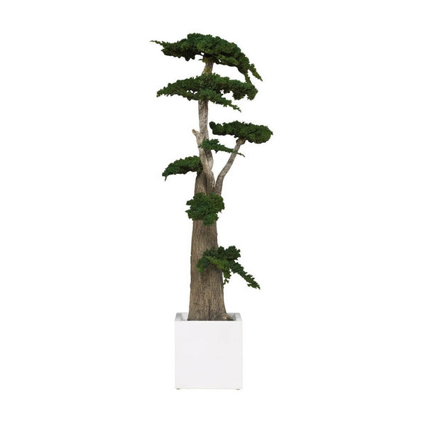 Arbre Bonsaï Géant Stabilisé Juniperus Procumbens 100/160/190 cm - Nature-Stabilisée.com