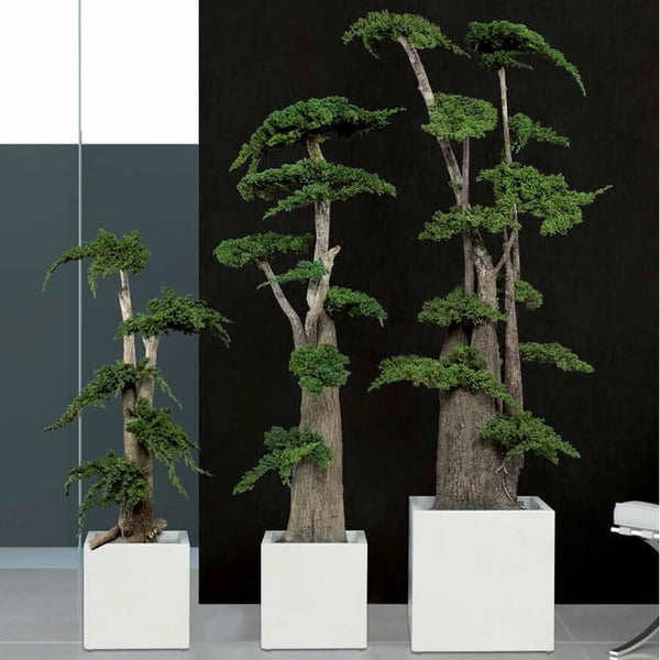 Arbre Bonsaï Géant Stabilisé Juniperus 100/160/190 cm