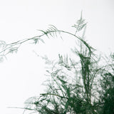 Plante Stabilisée Asparagus Plomulus verte 40cm - Nature-Stabilisée.com