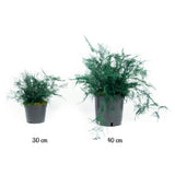 Plante Stabilisée Asparagus Plomulus verte 30cm et 40cm - Nature Stabilisée