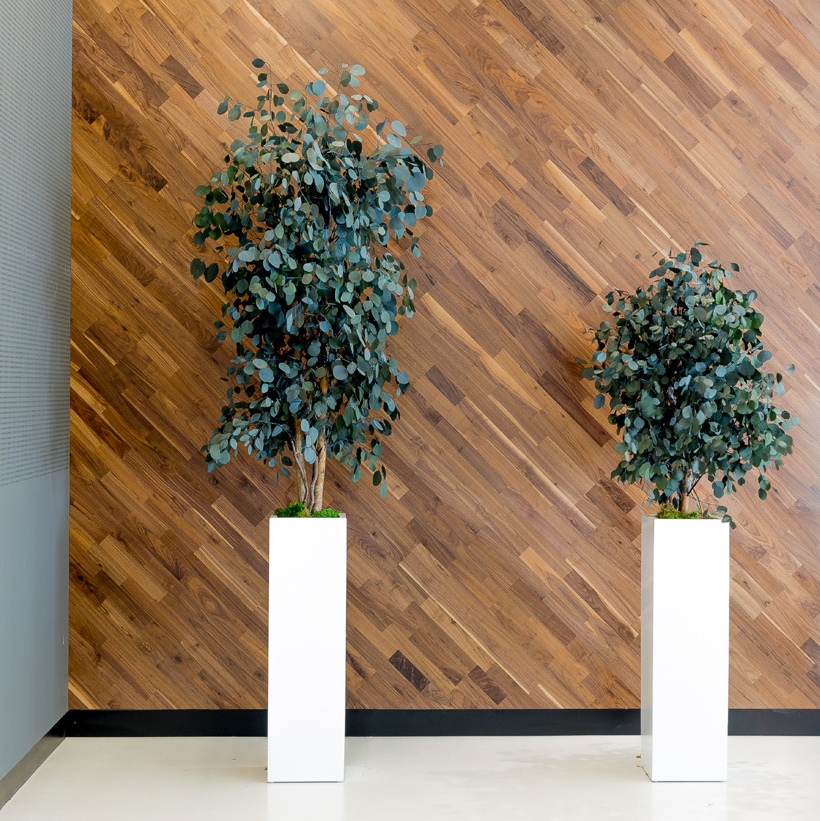 Qu’est-ce qu’une plante stabilisée ? Le guide complet