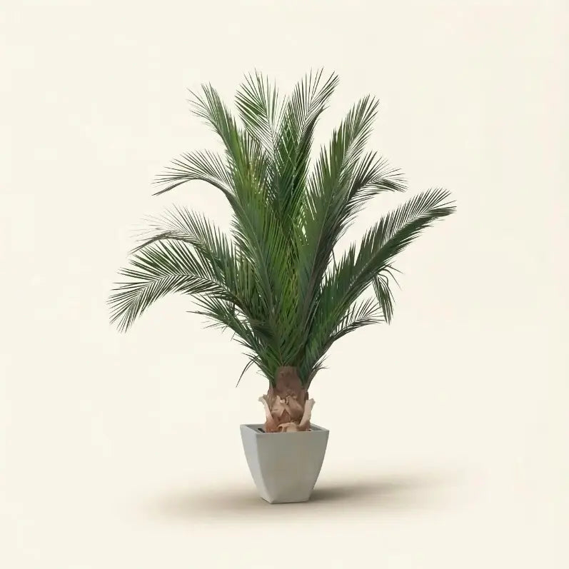 Palmier stabilisé : 7 raisons de craquer pour cet arbre d'intérieur
