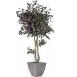 Plante Stabilisée Copa Eucalyptus Populus Verte 130/200/240 cm - Nature-Stabilisée.com