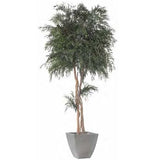 Plante Stabilisée Copa Eucalyptus Nicoly Verte 130/200/240 cm - Nature-Stabilisée.com