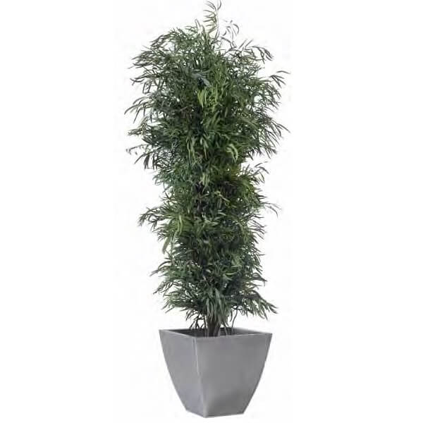 Plante Stabilisée Droite Eucalyptus Nicoly verte 130/180/240 cm