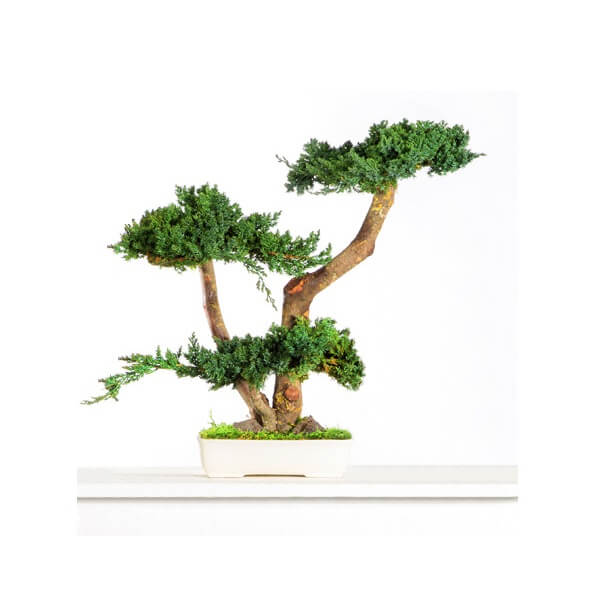 Arbre Bonsaï Géant Stabilisé Juniperus 100/160/190 cm