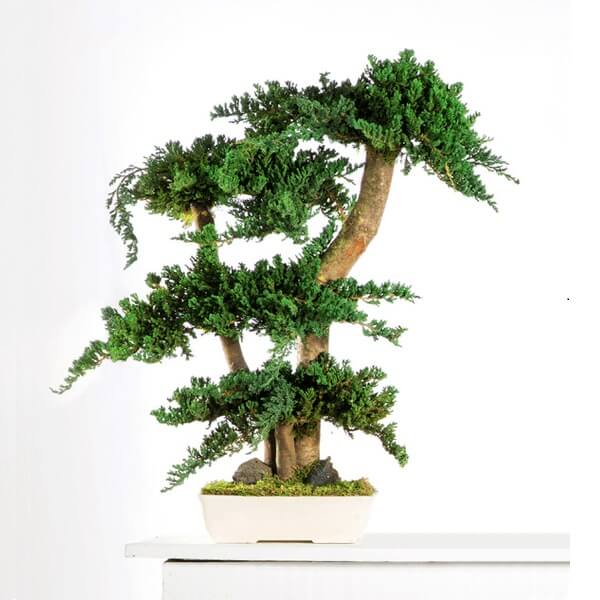 Bonsaï Stabilisé Juniperus Procumbens 70 cm - Nature-Stabilisée.com