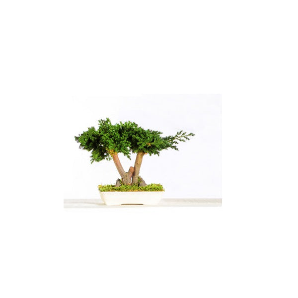Bonsaï Stabilisé Juniperus Procumbens 25 cm - Nature-Stabilisée.com