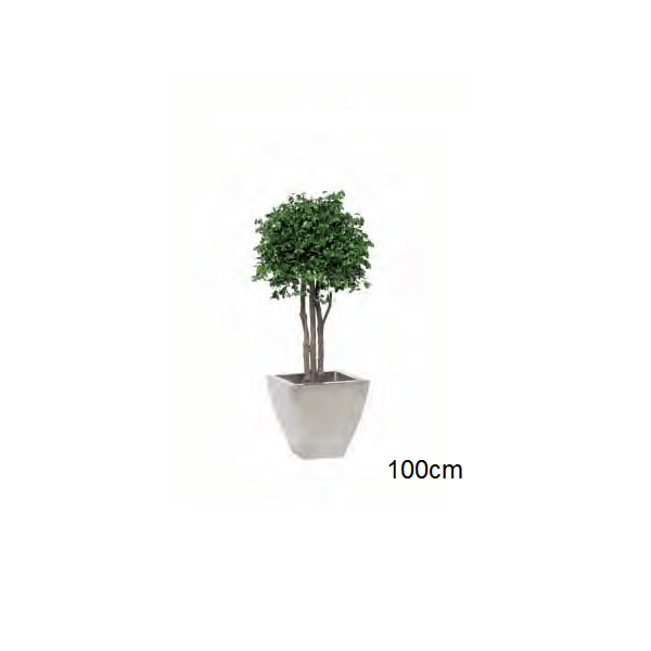 Plante Stabilisée Boule de Pittosporum tenuifolium verte 3 troncs 100/150 cm - Nature-Stabilisée.com