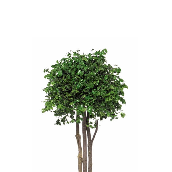 Bonsaï naturel stabilisé pittosporum