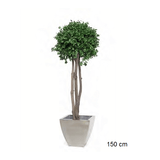 Plante Stabilisée Boule de Pittosporum tenuifolium verte 3 troncs 100/150 cm - Nature-Stabilisée.com
