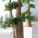 Arbre Bonsaï Géant Stabilisé Juniperus Procumbens 100/160/190 cm - Nature-Stabilisée.com