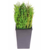 Meuble de séparation + Plante Stabilisée lycopodium zoom dessus 110cm - Nature-Stabilisée.com