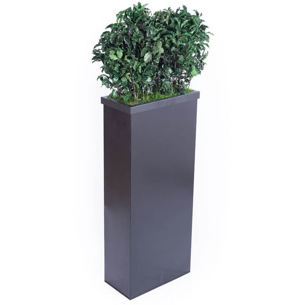 Meuble de séparation + Plante Stabilisée pittosporum coté 100cm - Nature-Stabilisée.com