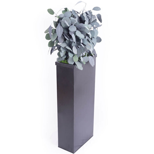 Meuble de séparation + Plante Stabilisée populus cote 100cm - Nature-Stabilisée.com