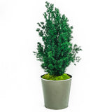 Plante Stabilisée Asparagus Miro verte 70cm - Nature Stabilisée