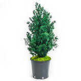 Plante Stabilisée Asparagus Miro verte 60cm pot horticole - Nature Stabilisée