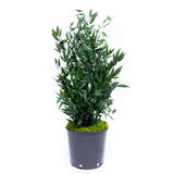 Plante Stabilisée Ruscus 70cm - Nature Stabilisée 