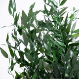 Plante Stabilisée Ruscus 70cm - Nature-Stabilisée.com 
