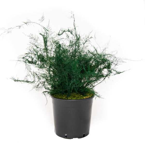 Plante Stabilisée Asparagus Plomulus verte 40cm - Nature Stabilisée