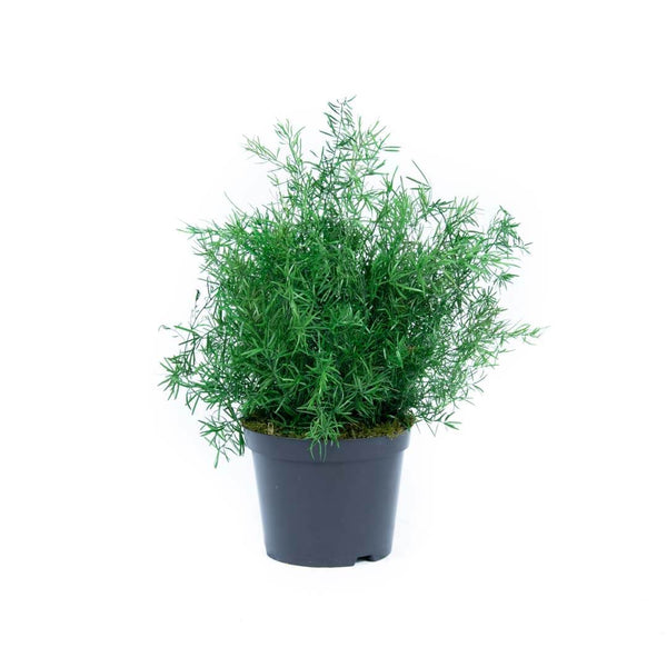 Plante Stabilisée Springery verte 30cm - Nature-Stabilisée.com