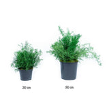 Plante Stabilisée Springery verte 30 et 50cm - Nature-Stabilisée.com