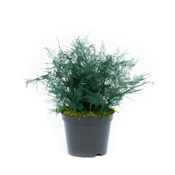 Plante Stabilisée Asparagus Plomulus verte 30cm - Nature Stabilisée