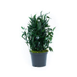 Plante Stabilisée Ruscus 40cm - Nature Stabilisée 