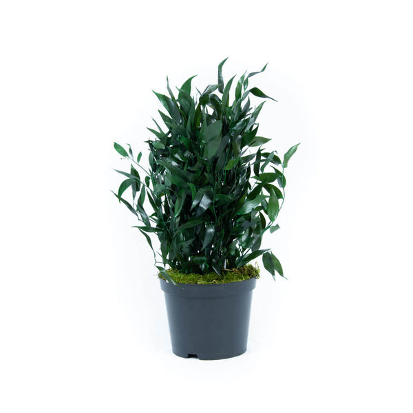 Plante Stabilisée Ruscus 40cm - Nature Stabilisée 