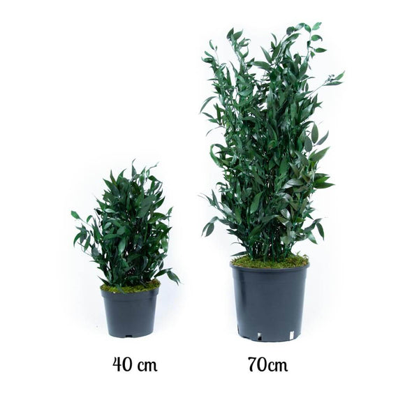 Plante Stabilisée Ruscus 40cm et 70cm - Nature Stabilisée 
