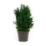 Plante Stabilisée Asparagus Miro verte 70cm - Nature Stabilisée