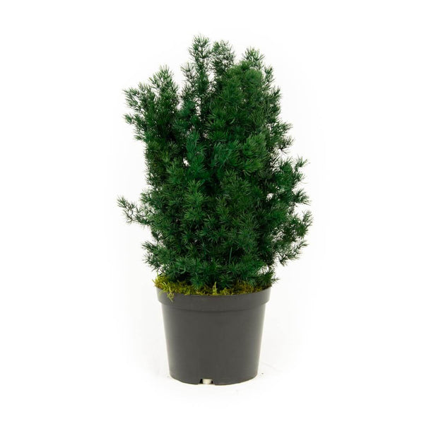 Plante Stabilisée Asparagus Miro verte 70cm - Nature Stabilisée