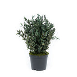 Plante Stabilisée Eucalyptus Parvifolia verte 40cm - Nature-Stabilisée.com