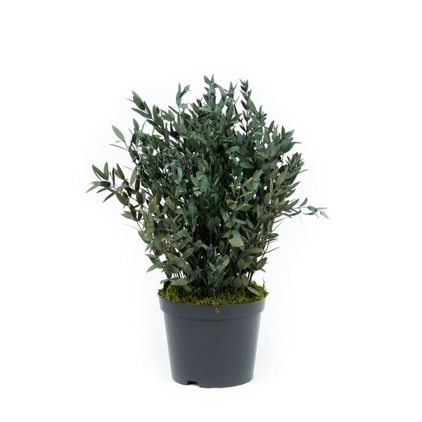 Plante Stabilisée Eucalyptus Parvifolia verte 40cm - Nature-Stabilisée.com