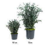 Plante Stabilisée Eucalyptus Parvifolia verte 40 et 70cm - Nature-Stabilisée.com