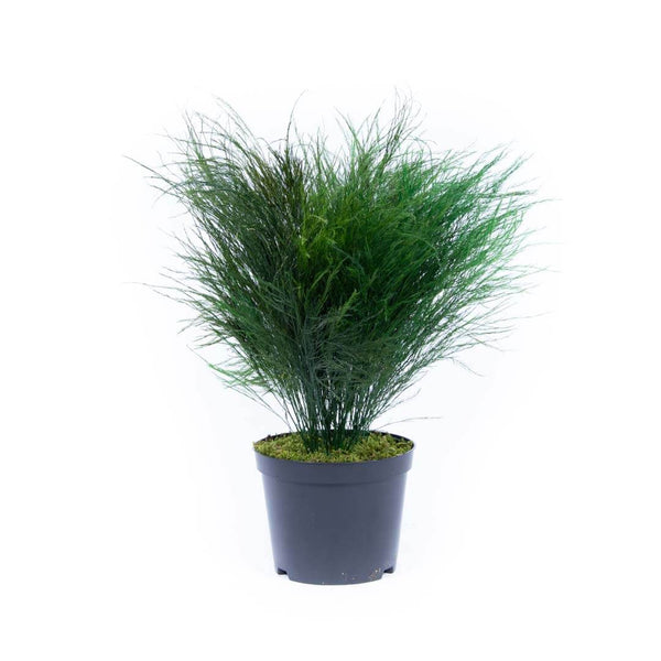 Plante Stabilisée Tiki verte 40cm - Nature-Stabilisée.com