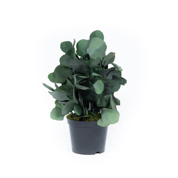 Plante Stabilisée Eucalyptus Populus verte 40cm - Nature-Stabilisée.com