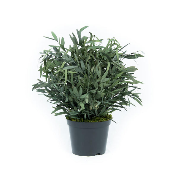 Plante Stabilisée Eucalyptus Nicoly verte 40cm - Nature-Stabilisée.com