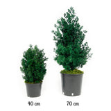 Plante Stabilisée Asparagus Miro verte 40 et 70 cm - Nature Stabilisée