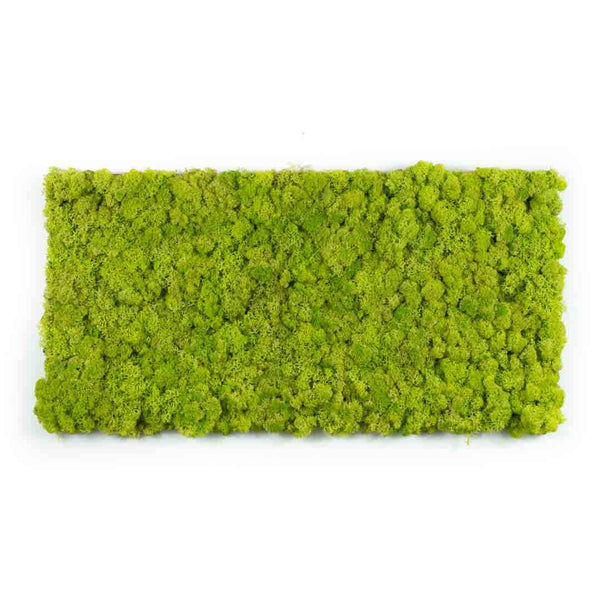 Tableau lichen stabilisé Vert citron - 30 x 60 cm - Nature-Stabilisée.com