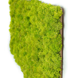 Tableau lichen stabilisé Vert citron coté - 30 x 60 cm - Nature-Stabilisée.com