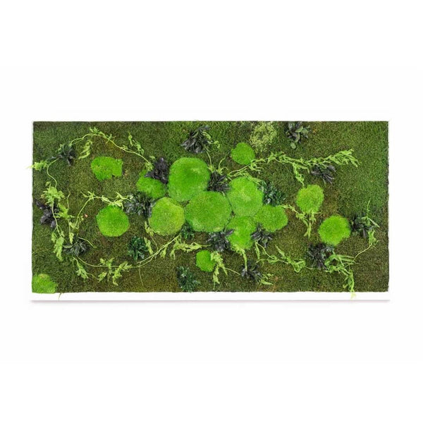 Diktyo - Tableau Végétal Stabilisé - 50x100cm