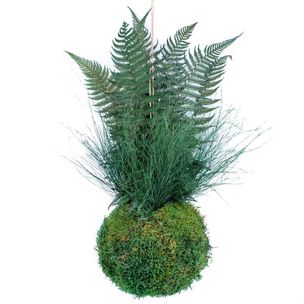 Produits Fougère - Kokedama Stabilisé