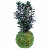 Pittosporum - Kokedama Stabilisé