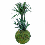 Papyrus - Kokedama Stabilisé