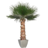 Palmier Stabilisé Washingtonia 190/240 cm - Nature-Stabilisée.com