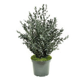 Plante Stabilisée Eucalyptus Parvifolia verte 70cm - Nature-Stabilisée.com