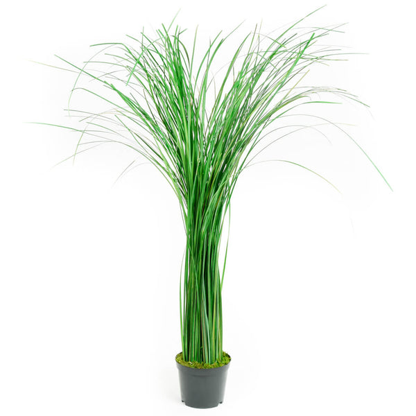 Plante Stabilisée Gynérium - Herbe de la Pampa - 90cm - Nature-Stabilisée.com
