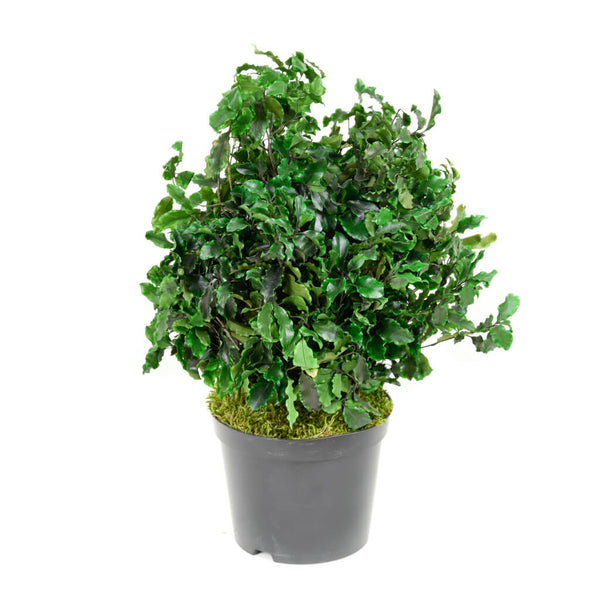Plante Stabilisée Pittosporum vert 40cm - Nature-Stabilisée.com